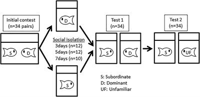 Subordinate Fish Mediate Aggressiveness Using Recent Contest Information